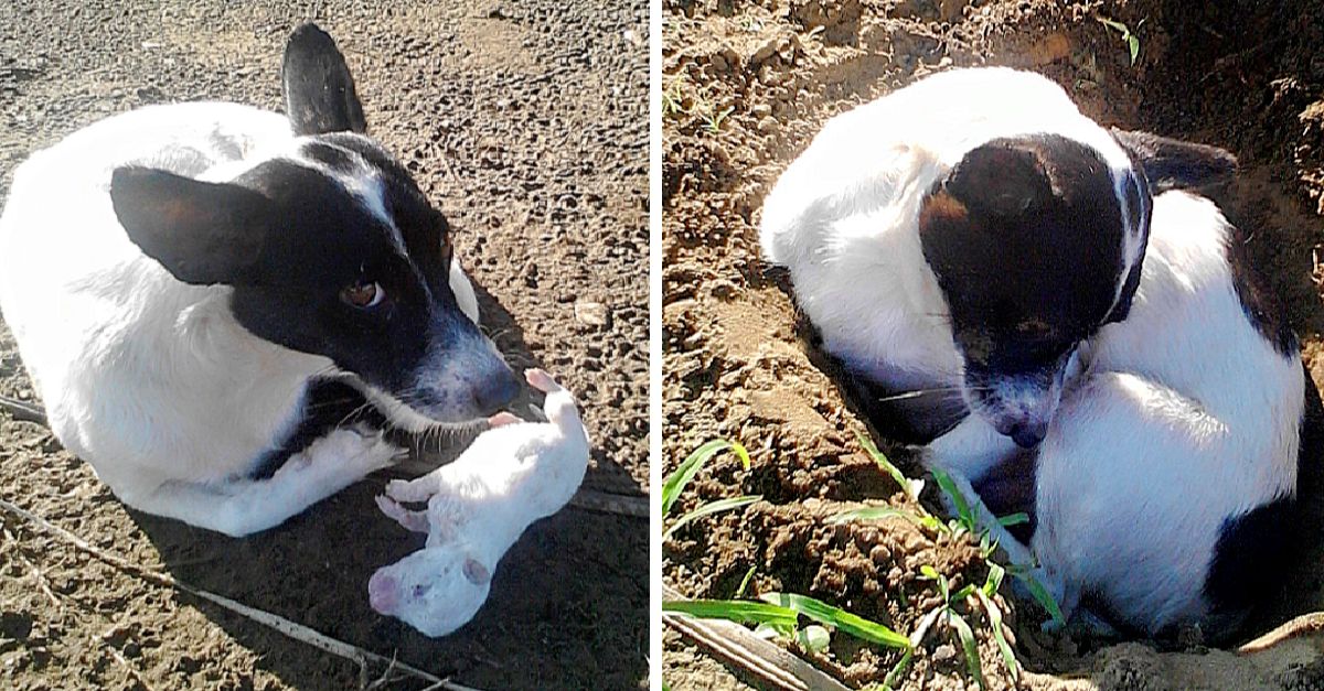 A sad dog buries her dead puppy, staying to protect and cover him completely before leaving