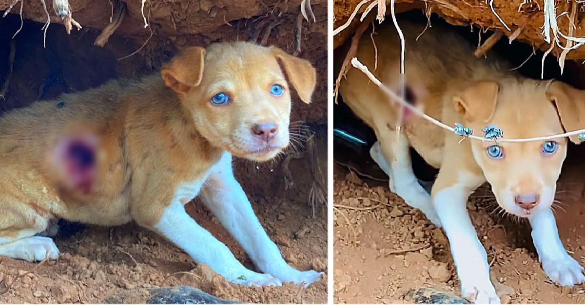 A severely injured, abandoned puppy was rescued from a cave where it had been living with maggots and without any food or water