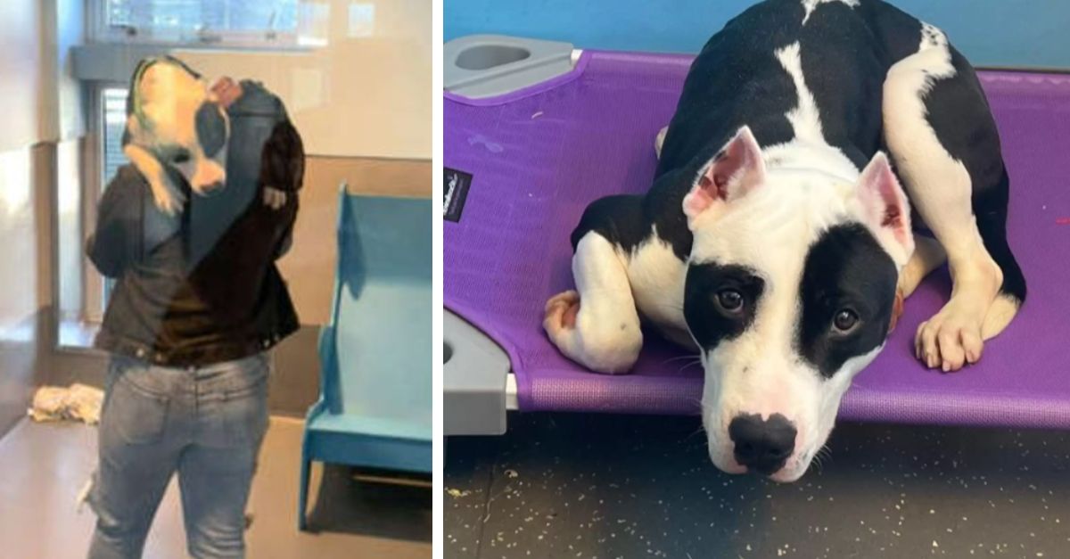 A shelter dog's heartwarming reaction to reuniting with his long-lost family