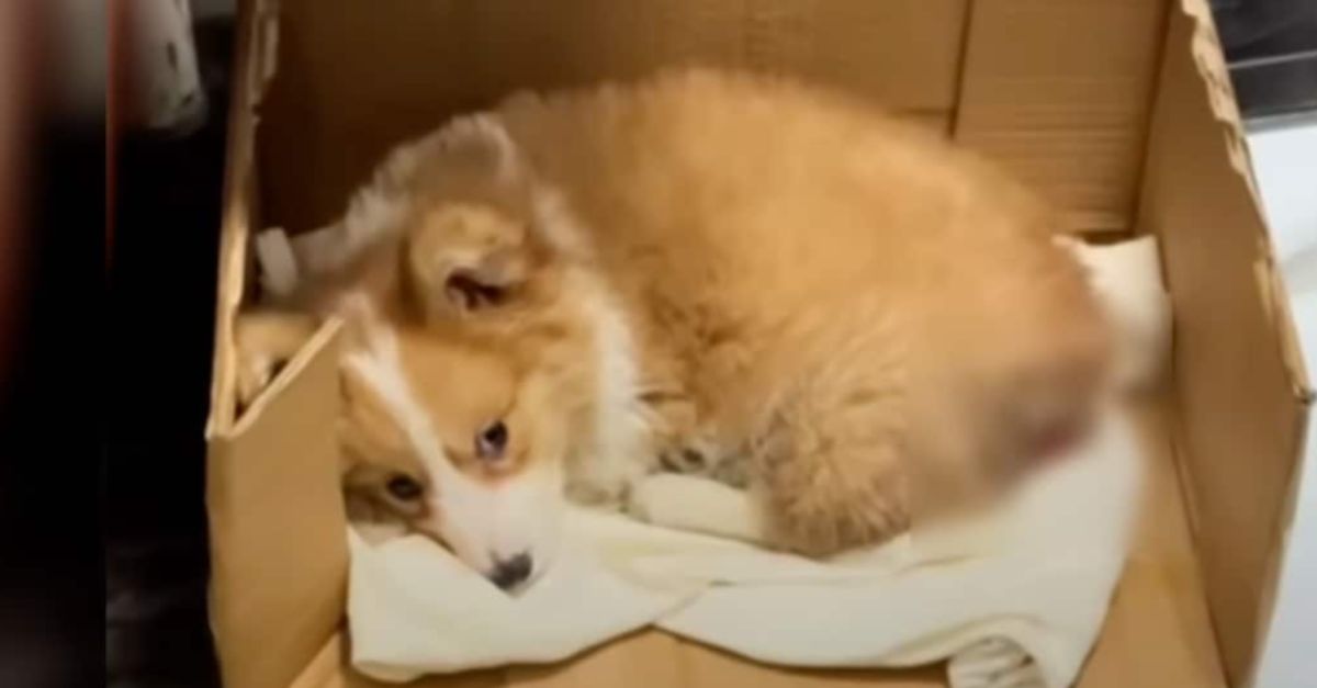 A sick little dog curled up in a box at a construction site