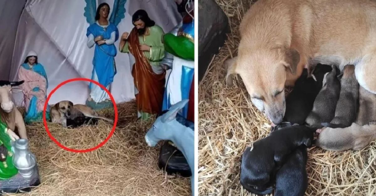 A stray dog finds shelter in a Christmas nativity scene and gives birth to seven beautiful puppies