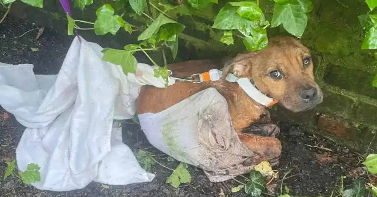 A thin, injured puppy wrapped in a T-shirt and tied to a fence