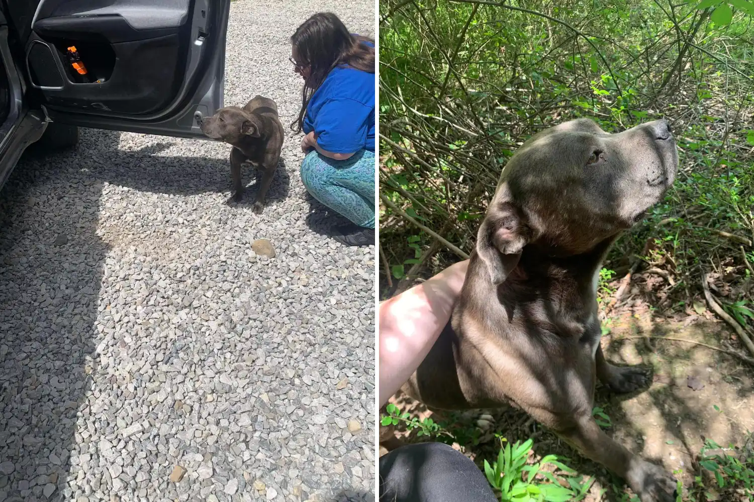 Loyal dog leads staff to deceased companion