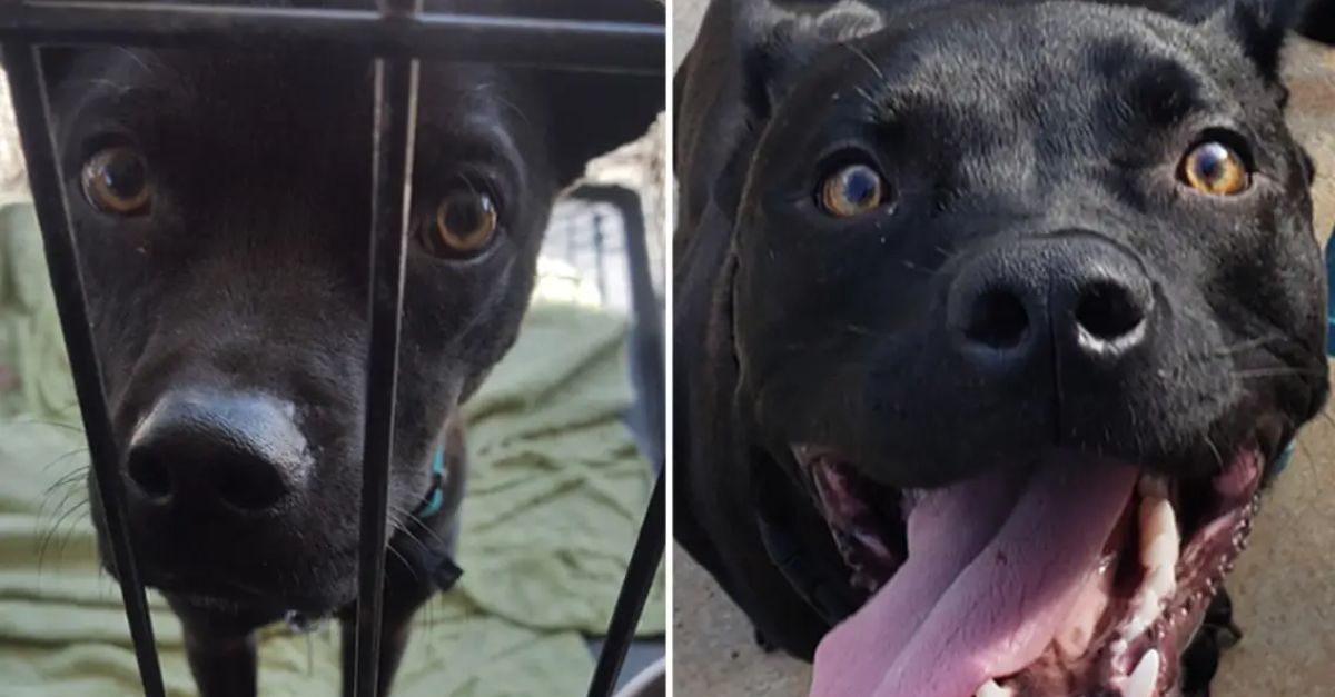 Abandoned Dog in Empty Apartment Seeks Loving Home