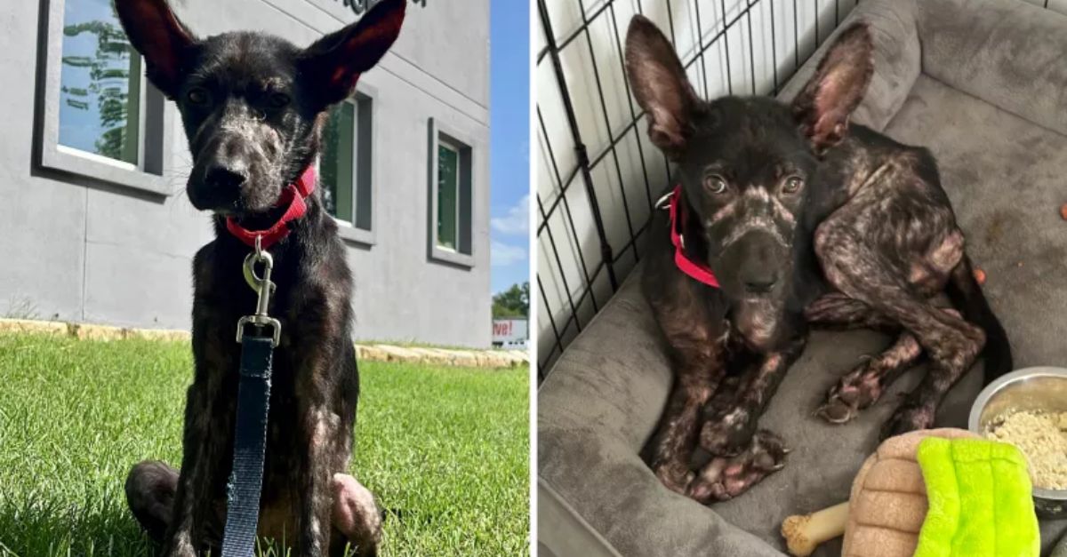 Abandoned Puppy Found on Porch, Starving, Seeks Loving Forever Home