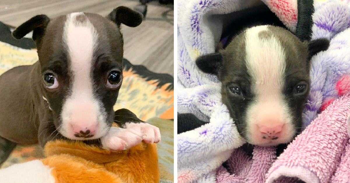 Abandoned puppy with spinal malformation but nothing will stop her from thriving