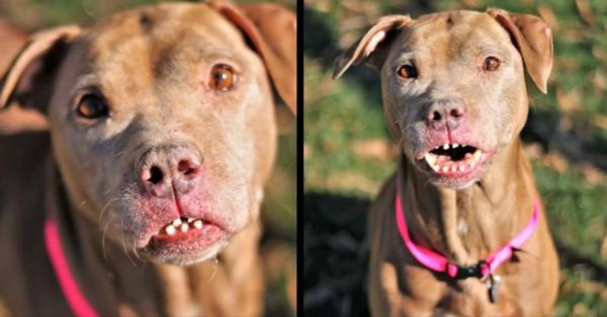 Abused Dog's Unusual Smile Reveals His Beauty