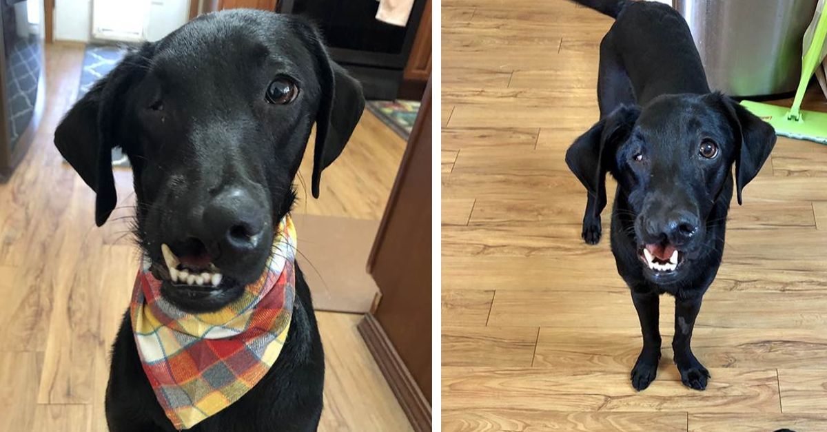 After surgery, this Black Lab with a cleft lip and palate can finally play in water