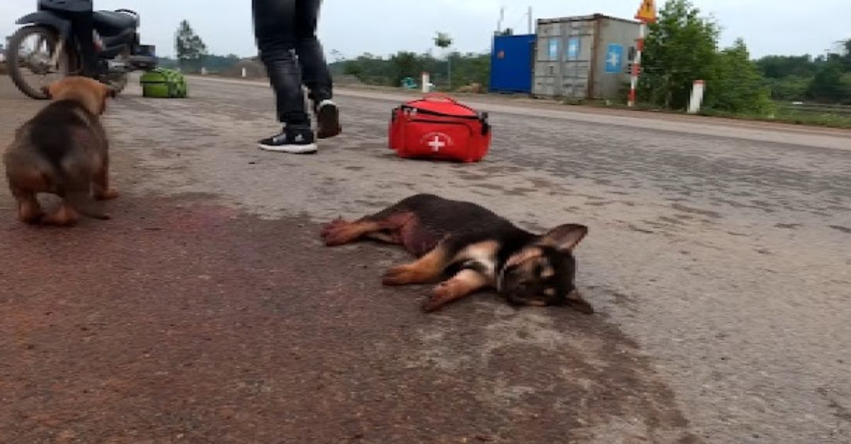 Assistance Required A stranded dog seeks help to rescue its injured companion following a road accident