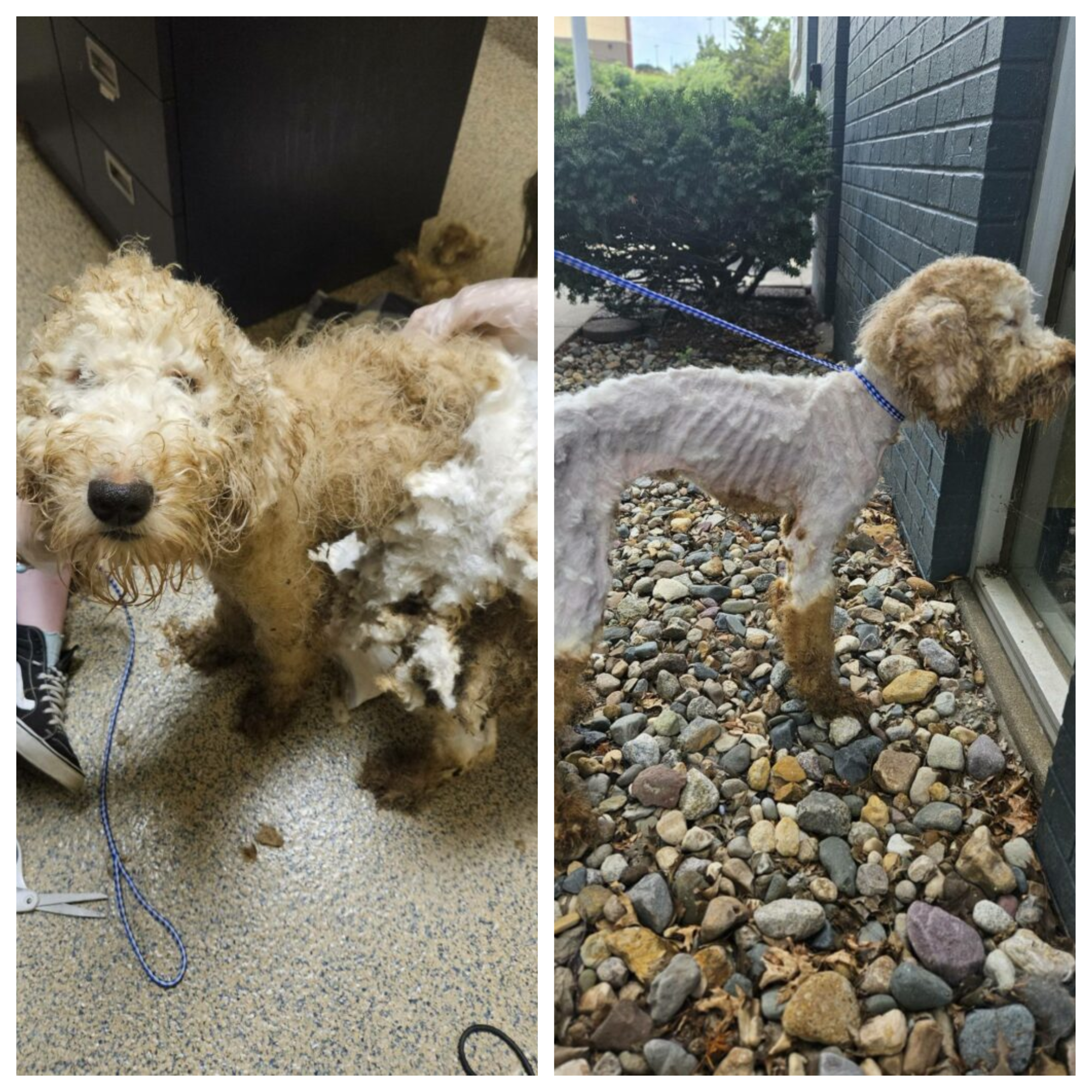 Wheaton terrier mix left to starve seeks new loving home