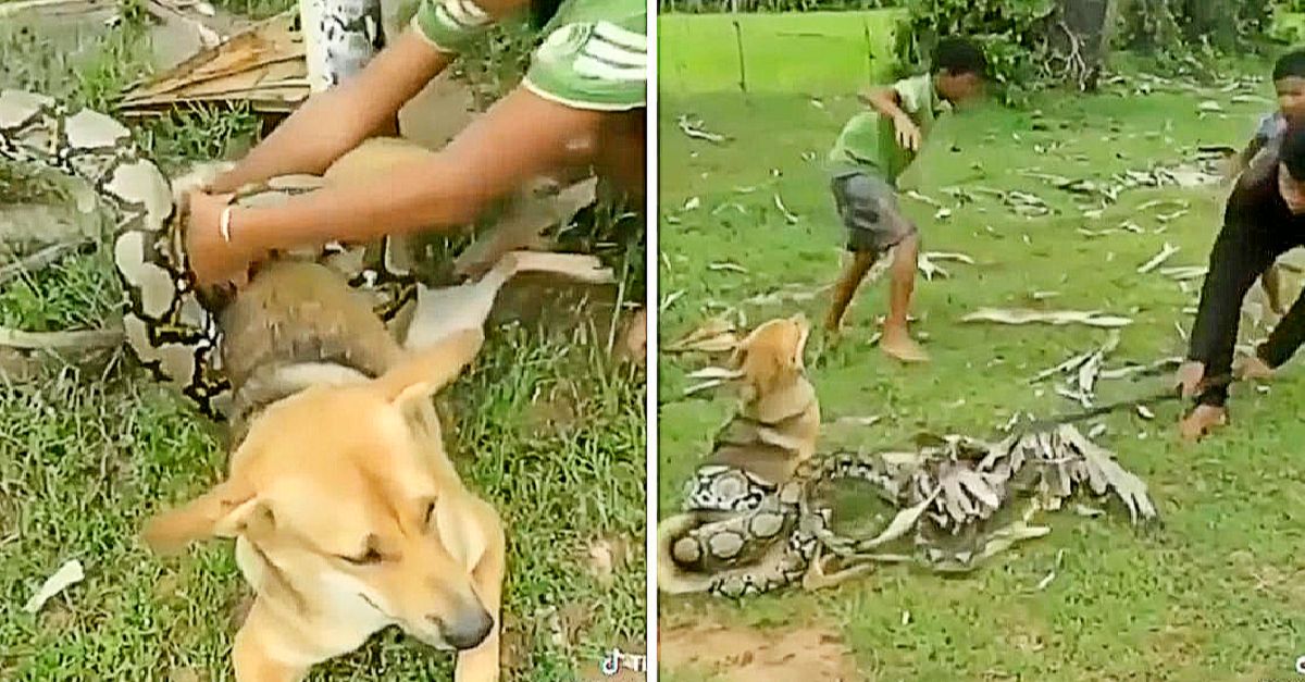 Boys bravely fend off large snake using sticks and leaves after it coils around and suffocates their pet dog.