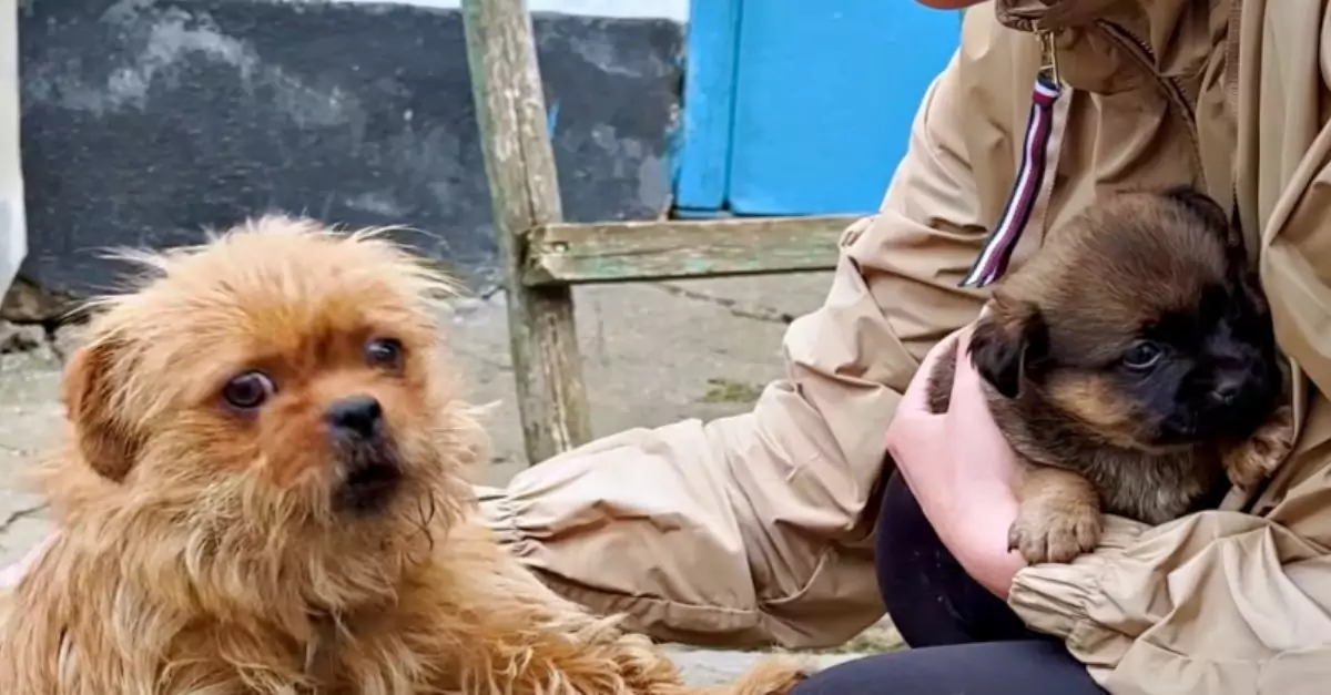 Chained Dog Pleads with Woman Not to Take Her Last Puppy Away