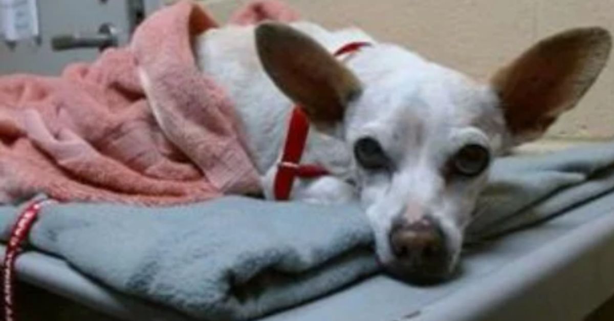 Compassionate rescuer needed 18-year-old senior dog left behind and in need of care