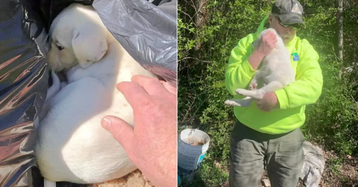 Crew Member Finds Puppy Sleeping in Trash and Feels It’s Destiny