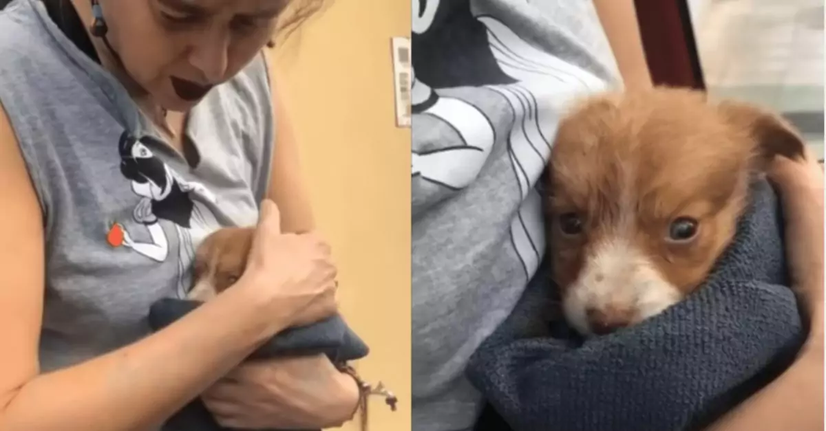 Crying, flea-covered puppy found on busy roadside, urgently needing rescue