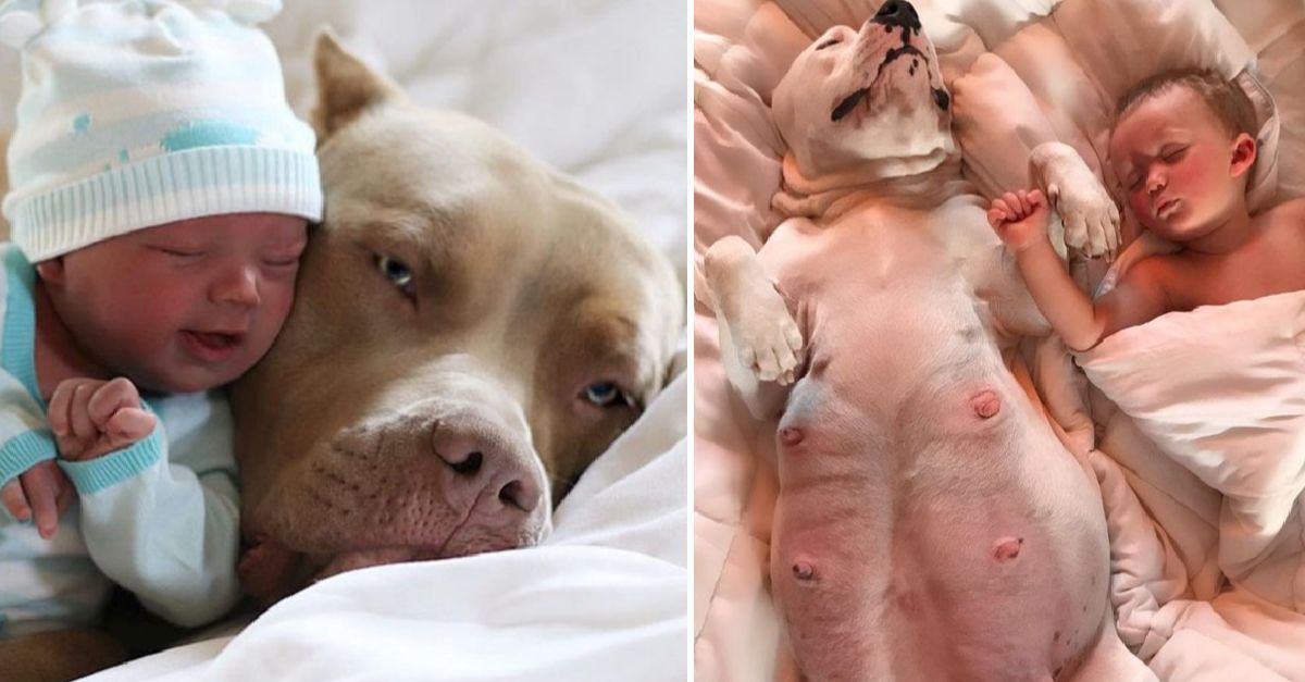 Dad Supports Napping and Cuddling With Pit Bull for His 1-Year-Old Son