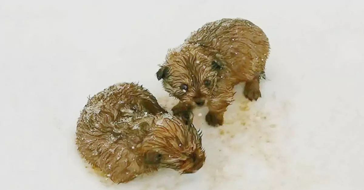 Dad and son find shivering puppies while walking in -20 degrees