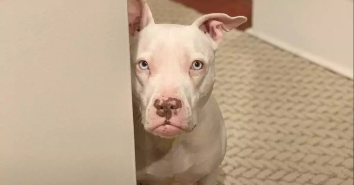 Deaf Dog Rehomed But He Still Fears Returning to the Shelter