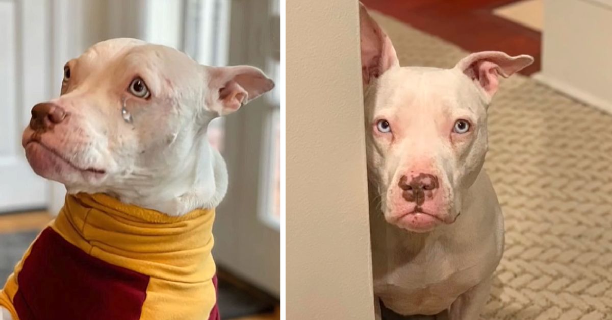 Deaf dog rehomed in search of love, fears returning to shelter