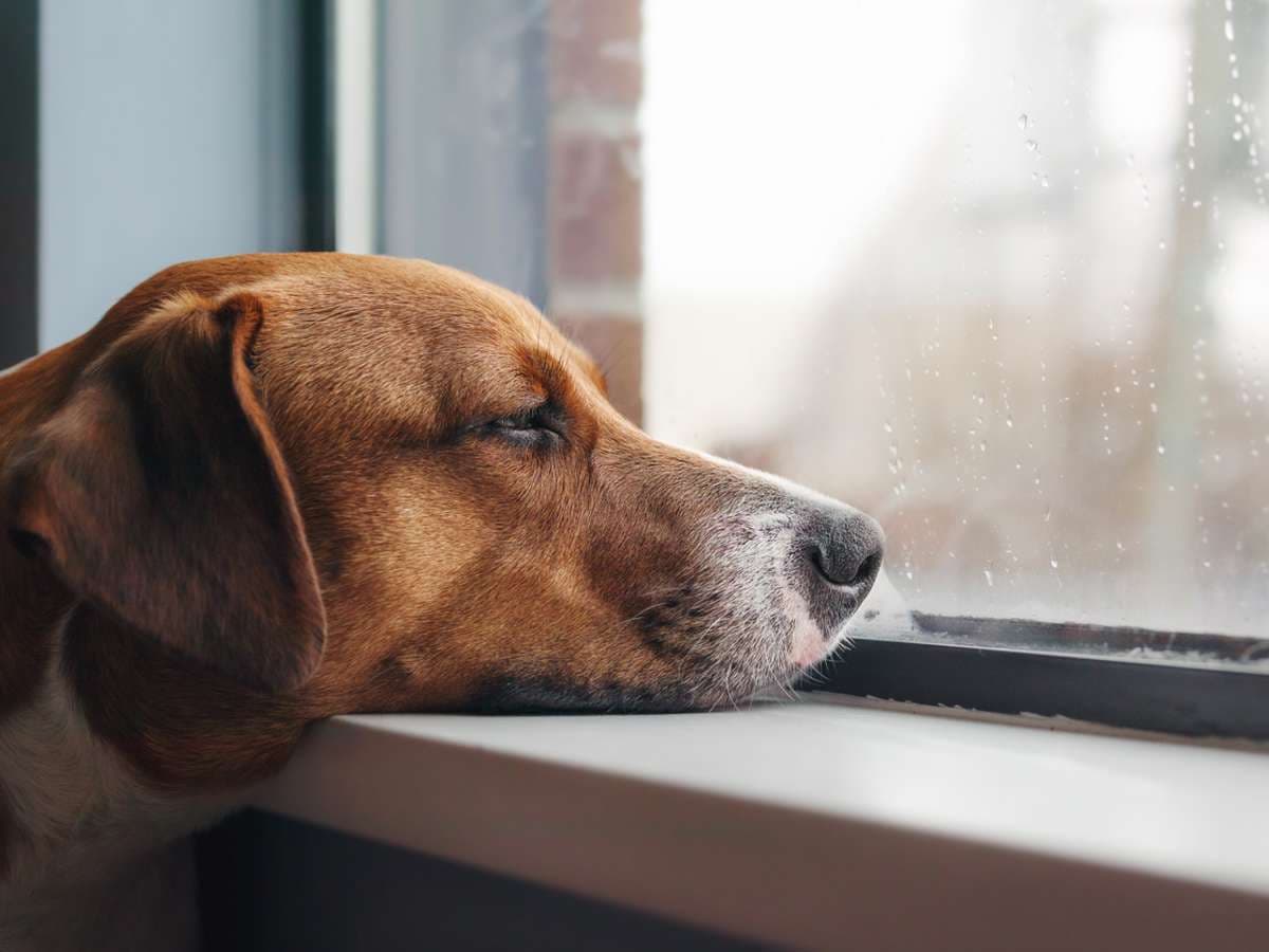 Depressed Dog Reunites with Beloved Volunteer After Return to Shelter