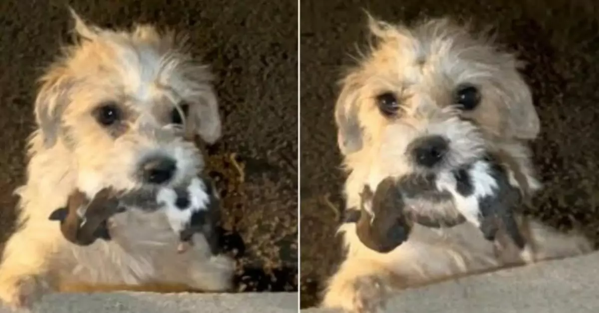 Desperate mom dog carried her newborns in her mouth, pleading for help