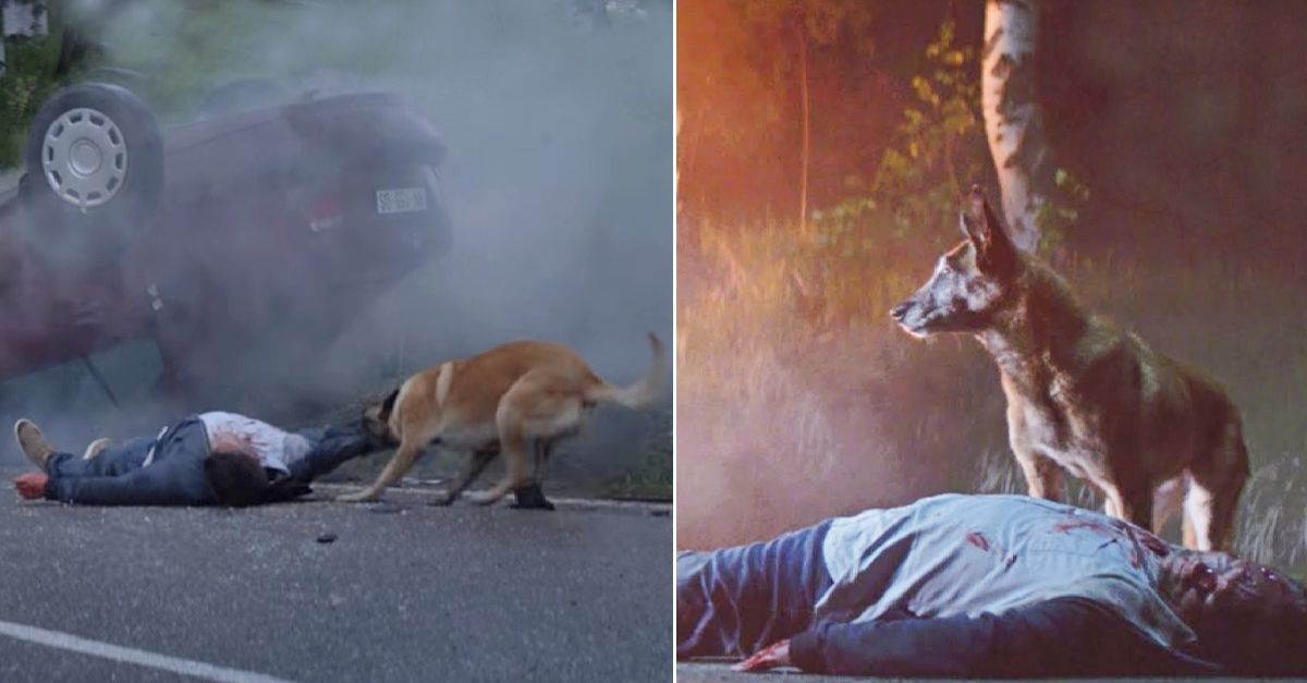 Despite being abandoned, the loyal dog still returns to save its owner