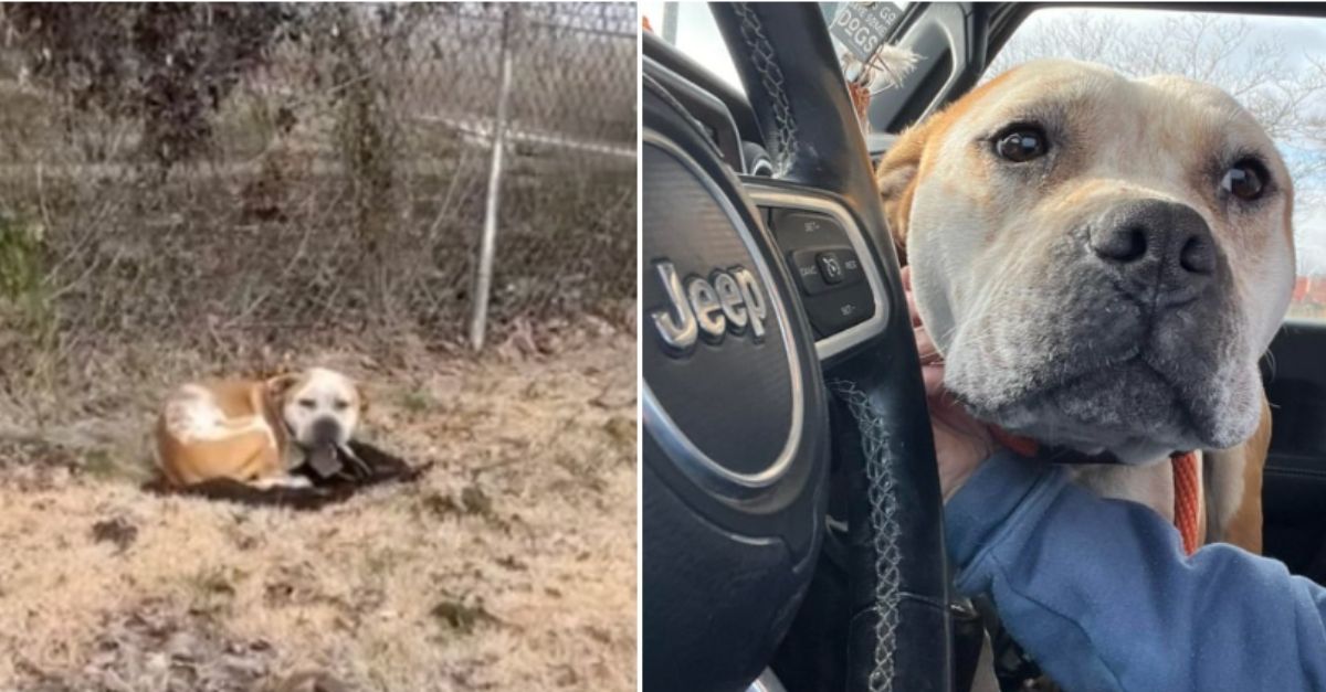 Dog Abandoned By Family Had A Message For Woman Who Takes Him In