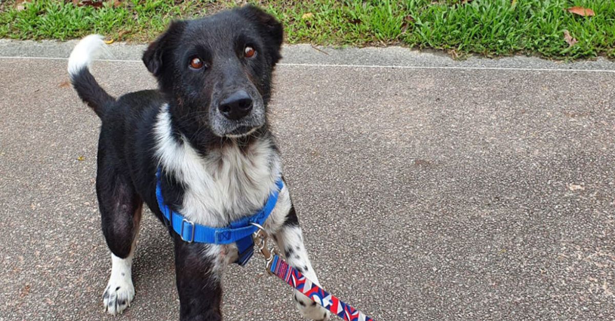 Dog Finds Forever Home After Over 2 Years in Shelter