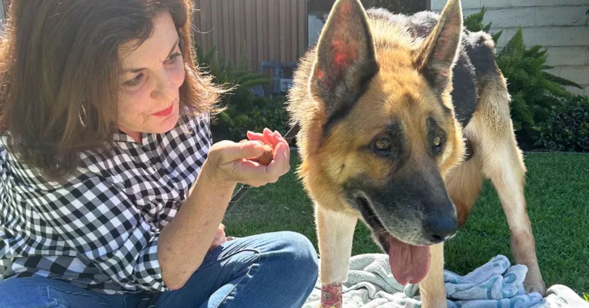 Dog Found Zip-Tied in Calif. Canyon Diagnosed with Cancer After Rescue in 'Cruel Blow'