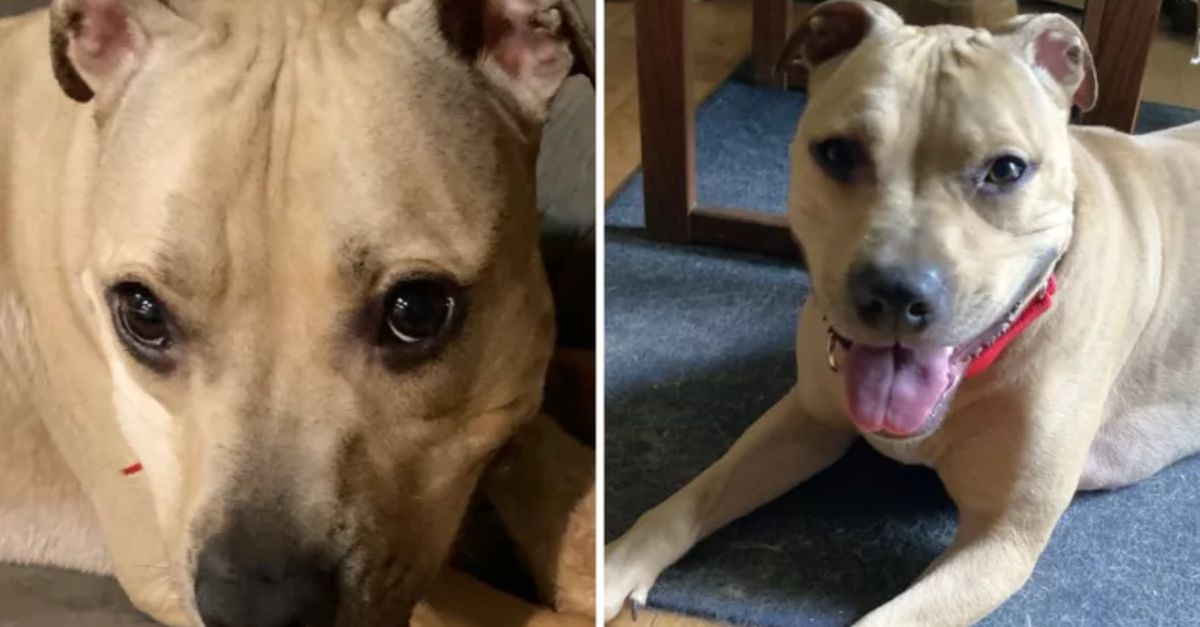 Dog Returned to Shelter After 3 Years Gets a New Chance