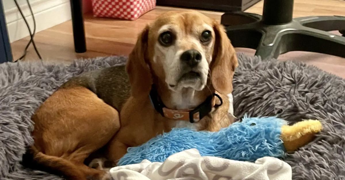 Dog Saved From Lab Thrills at Receiving His First Ever Toy