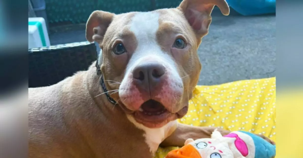 Dog Tied to Fence by Cruel Owner Still Sees the Best in People