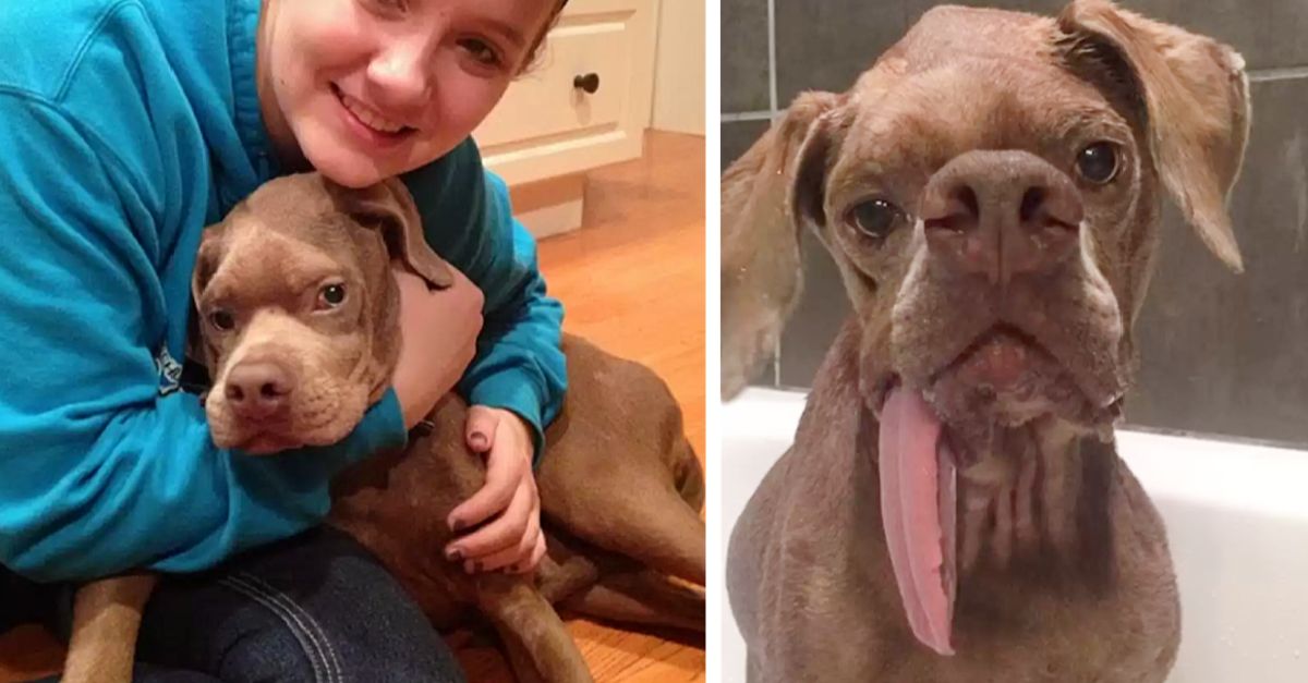 Dog With a Scary Face Found a Family That Thinks He's Perfect