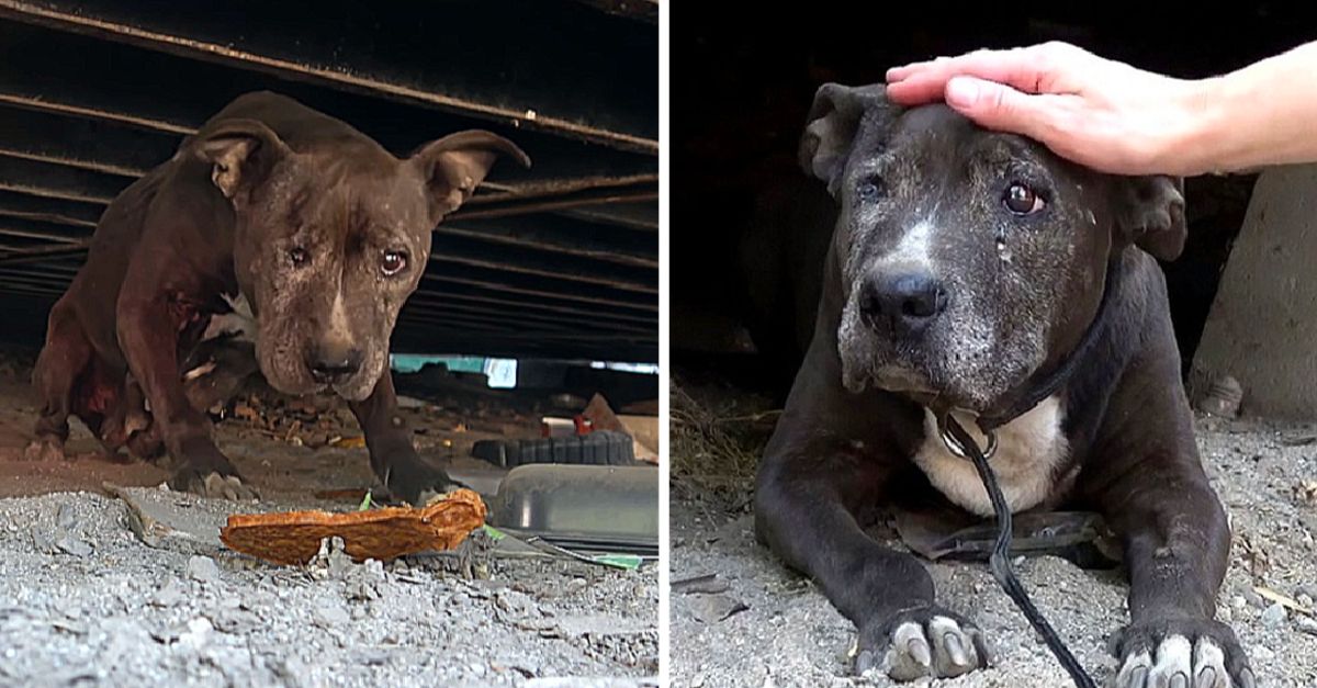 Dog abandoned for 9 years finds a glimmer of hope in her final days