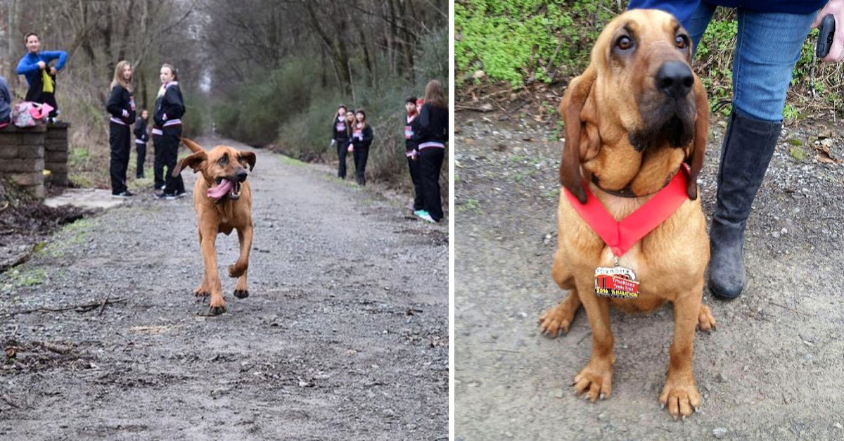 Dog accidentally completes half marathon after being let out to potty, places 7th