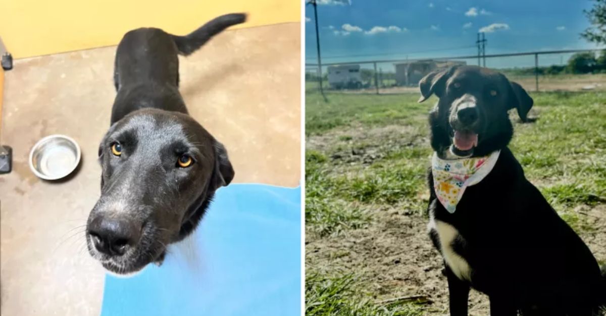 Dog with injured paw still searching for a home one year after being surrendered