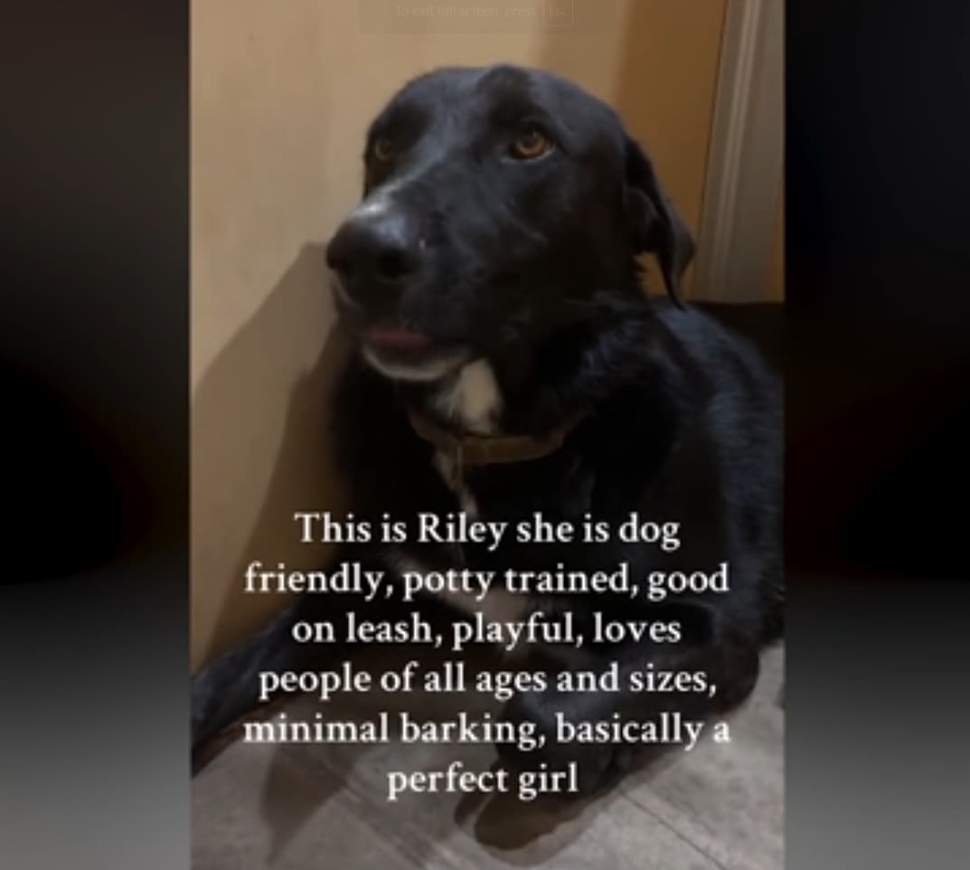 Riley: A Loving Companion