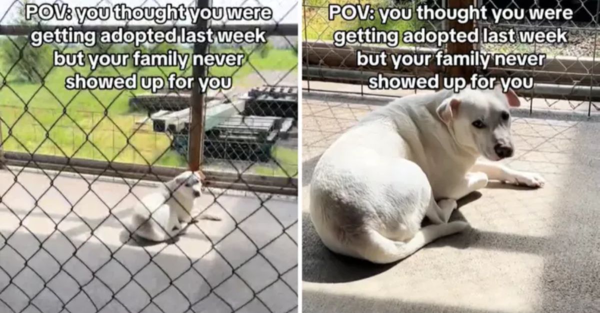 Dog’s Heartbreaking Expression After Potential Adopters Back Out