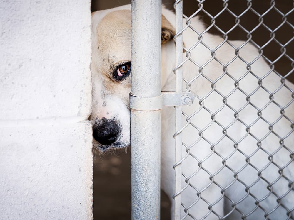 Helping Indiana and shelter pets find forever homes