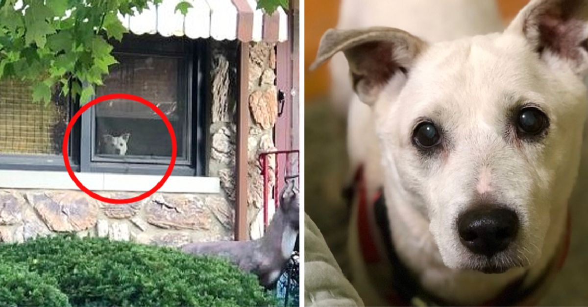 Faithful dog dies after waiting 11 years by the window for its owner to return