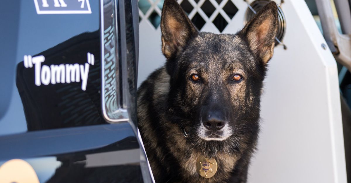 Final Salute K9 Tommy Honored by Law Enforcement