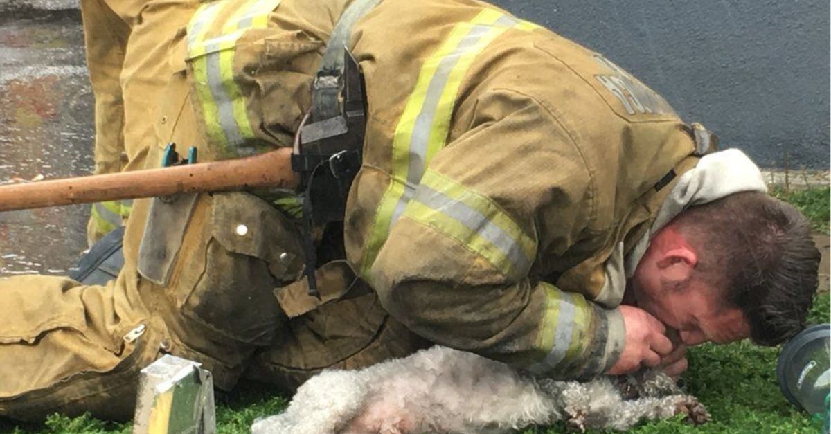 Firefighters Save Lifeless Dog with Mouth-to-Snout Resuscitation