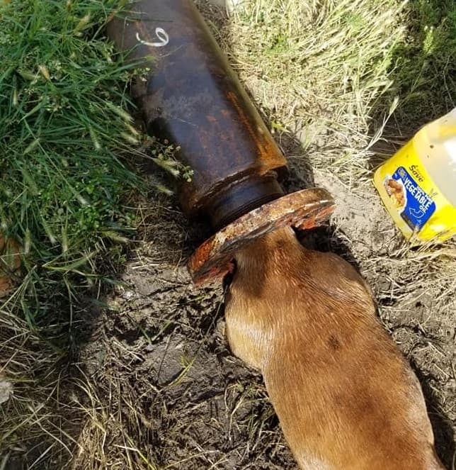 A desperate situation that a homeless dog trapped in pipe