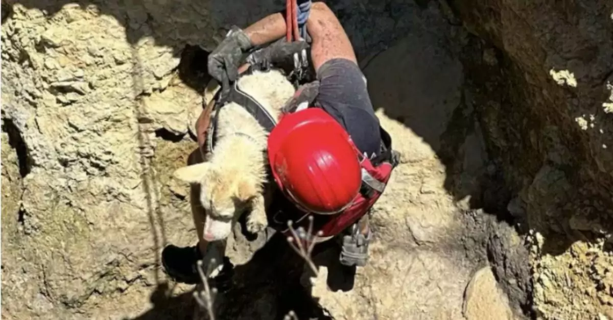 Firefighters rescued a dog that fell into a sinkhole in Jasper County