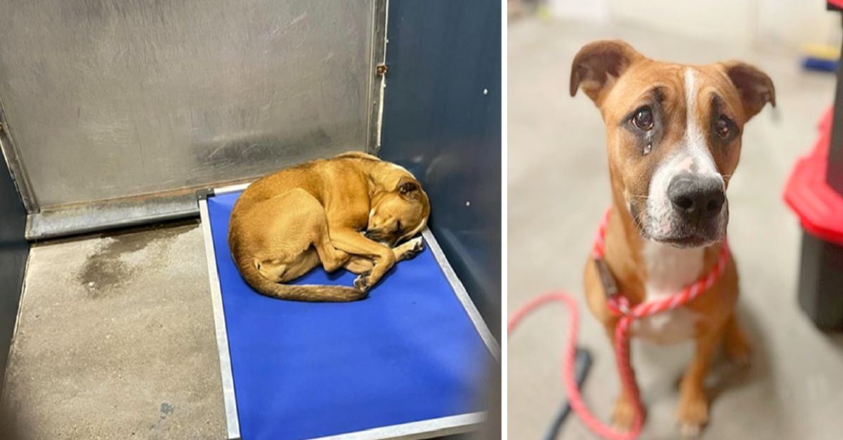 For almost half her life, a melancholy Boxer puppy has remained curled up on her cot at the shelter