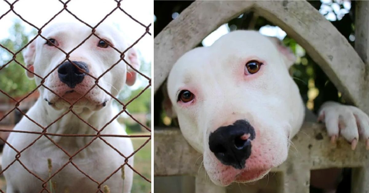 Fortunately, this Pit Bull finds a home after over 300 days in shelter