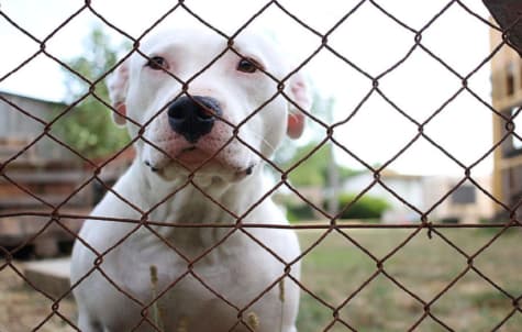 A rough start and recovery at the pennsylvania SPCA