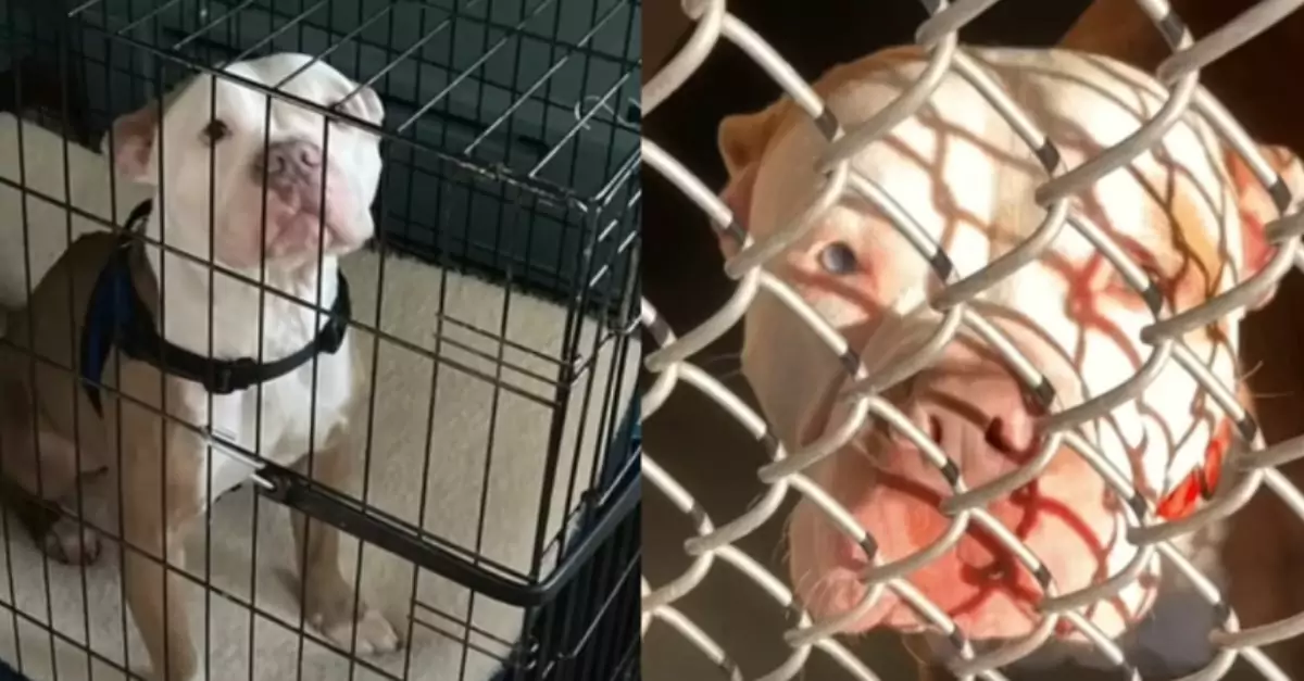 From Abandoned to Adored A Dog Finds His Forever Home