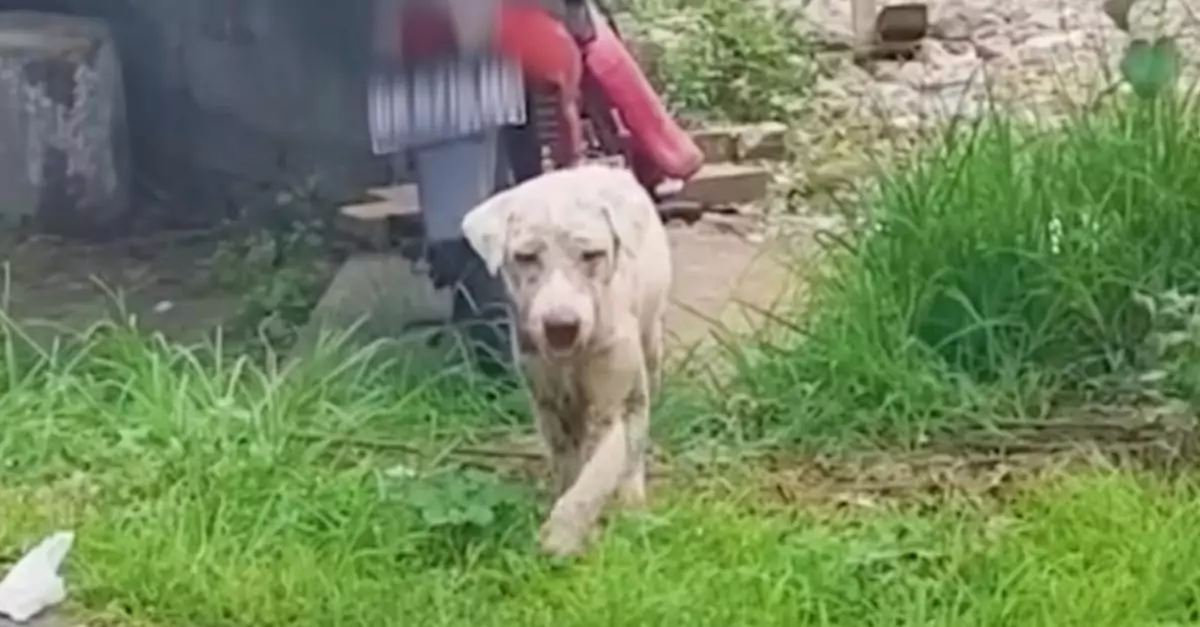 Gas Station Dog Was Aloof, But Guy Discovers What He Needed All Along