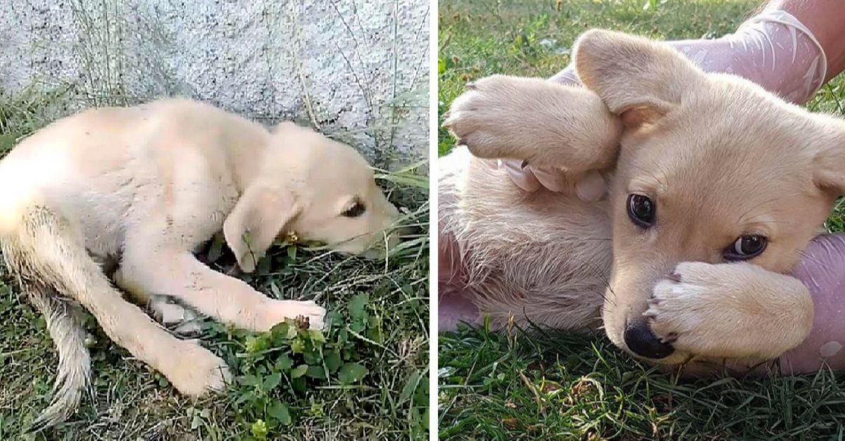 He was terrified, dragging himself through the grass for 15 days without help